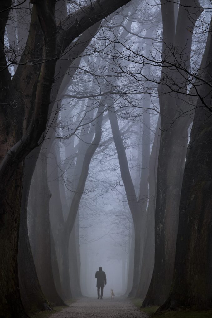Foggy tree alley with a person and a dog